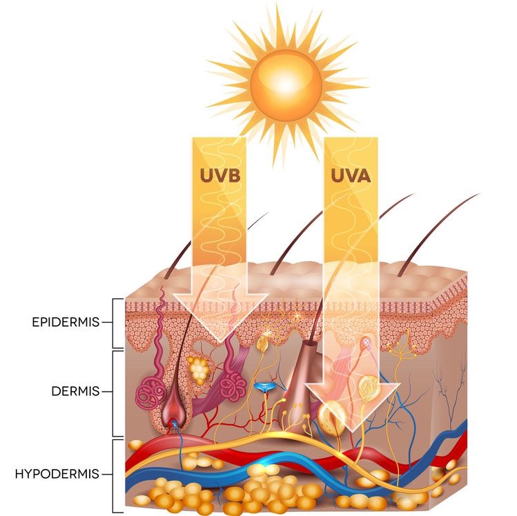Esquema radição uvb e uva